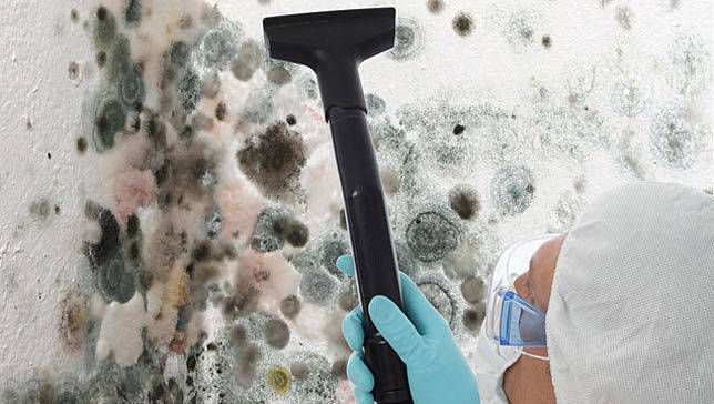 Preventing And Getting Rid Of Mold Berkshire Hathaway Homeservices Preventing And Getting Rid Of Mold